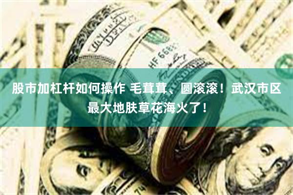 股市加杠杆如何操作 毛茸茸、圆滚滚！武汉市区最大地肤草花海火了！